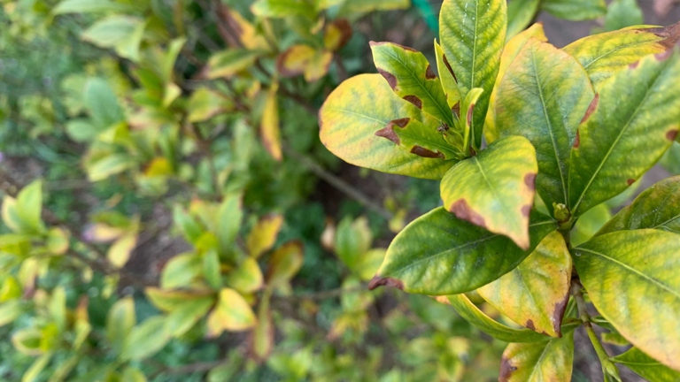 One potential symptom of brown spots on gardenia leaves is leaf drop.