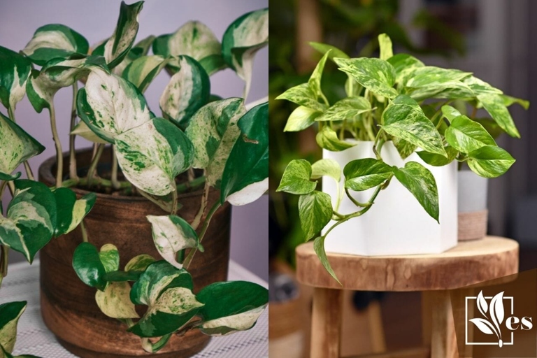One similarity between Manjula Pothos and Marble Queen is that they are both trailing plants.