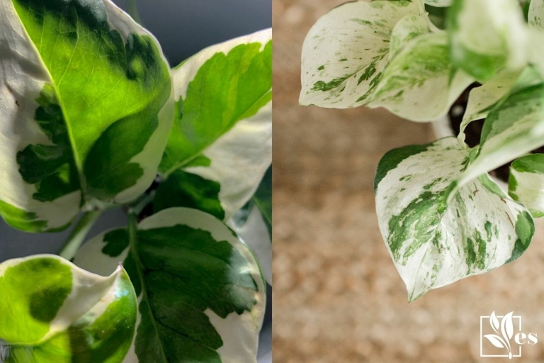 One similarity between Pearl and Jade Pothos and Marble Queen is that they are both variegated plants.