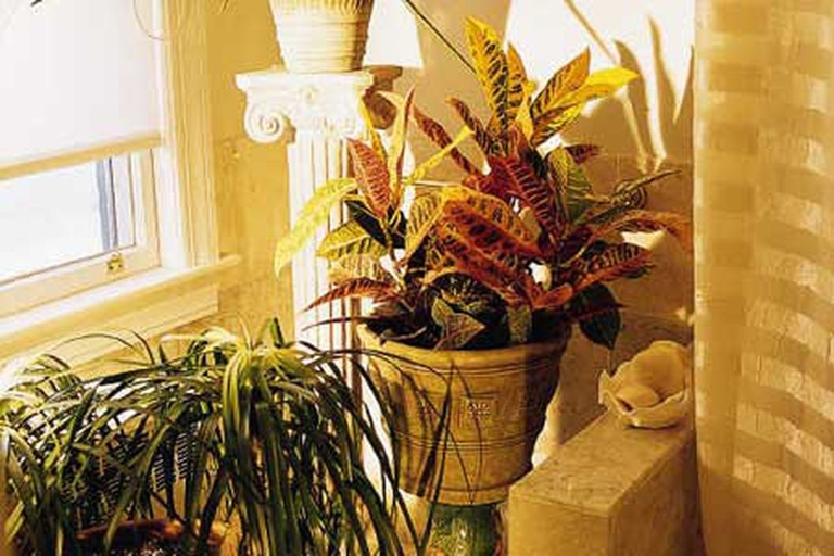 One solution for cold drafts and temperature drops is to move your croton to a warmer location.