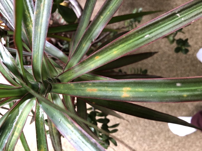 One solution for yellow spots on Dracaena leaves is to increase the humidity around the plant.