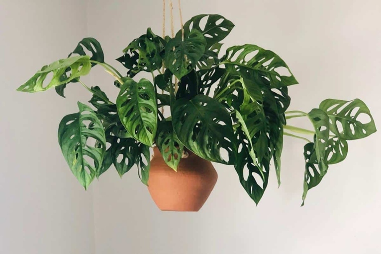 One solution for yellowing Monstera adansonii leaves is to employ mechanical control.