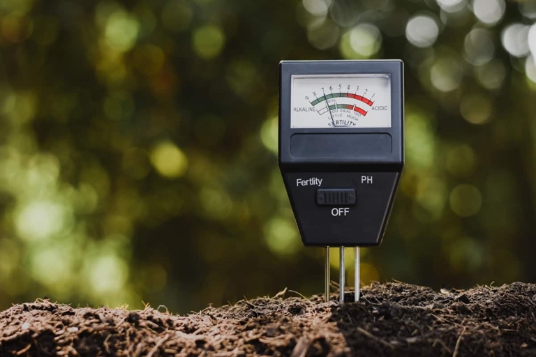 One solution is to check the pH levels of the soil and adjust accordingly.