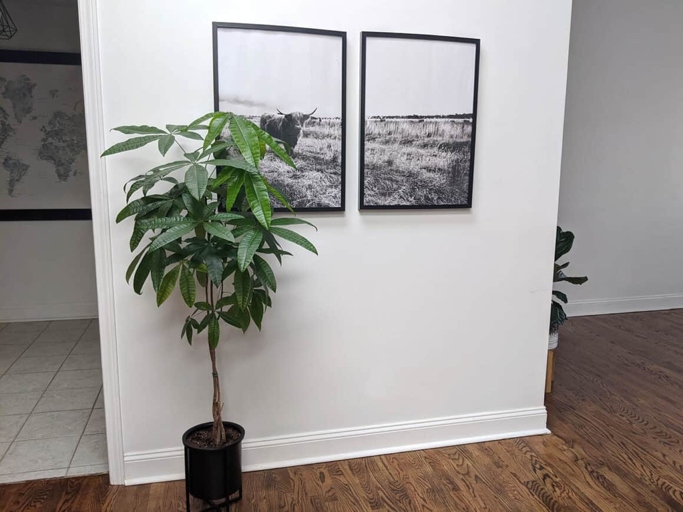 One solution is to place the money tree in a room with more humidity.