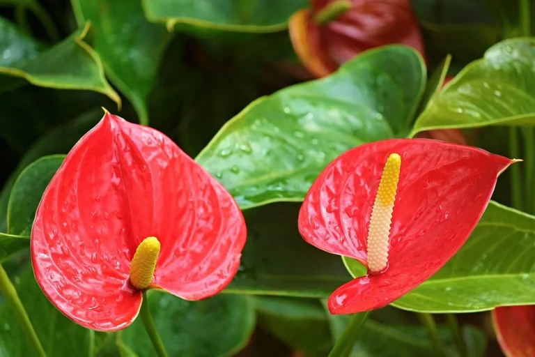 One solution to anthurium leaves curling is to increase the humidity around the plant.