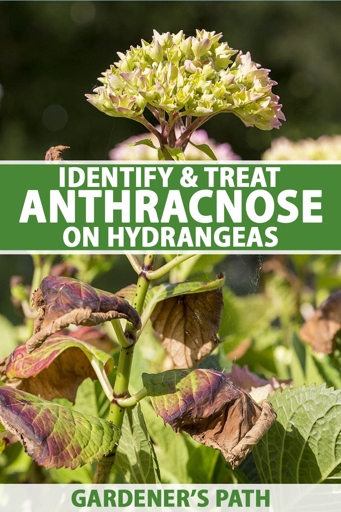 One solution to hydrangea leaves turning red is to remove the affected leaves and apply a fungicide to the plant.