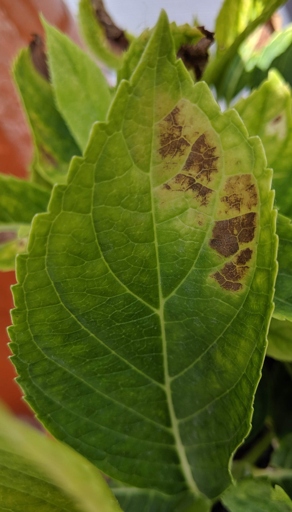 One solution to hydrangea leaves turning red is to remove the affected leaves and stems.