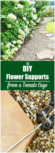 One solution to prevent your hydrangea from falling over is to use a tomato cage.