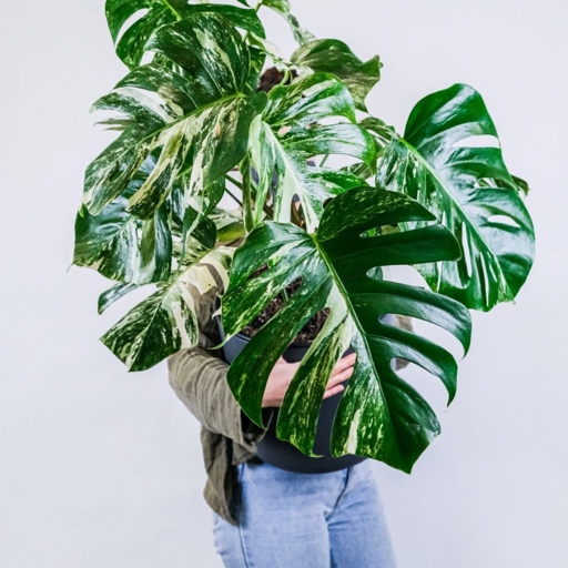 One solution to small leaves on a Monstera is to fertilize the plant with a balanced fertilizer.