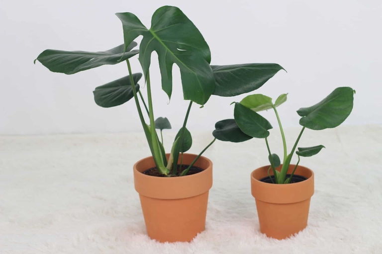 One solution to underwatering monstera is to water the plant deeply and then allow the top 2-3 inches of soil to dry out before watering again.