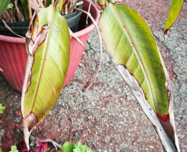 One symptom of bird of paradise root rot is the plant's leaves turning yellow.