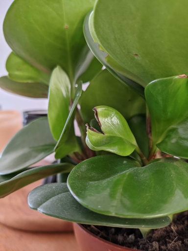 One symptom of brown spots on a rubber plant is the leaves turning brown.