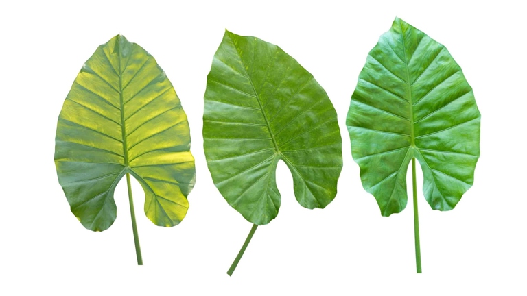 One symptom of elephant ear leaves turning brown is the leaves curling up or down.