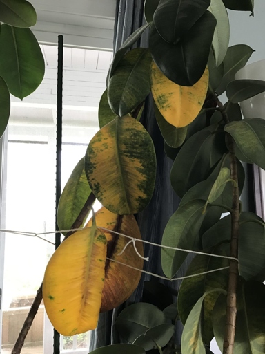 One symptom of rubber plant root rot is a sudden wilting of the leaves.