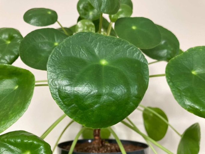 One type of leaf curling that can occur in Pilea peperomioides is called "windowpane leaf."
