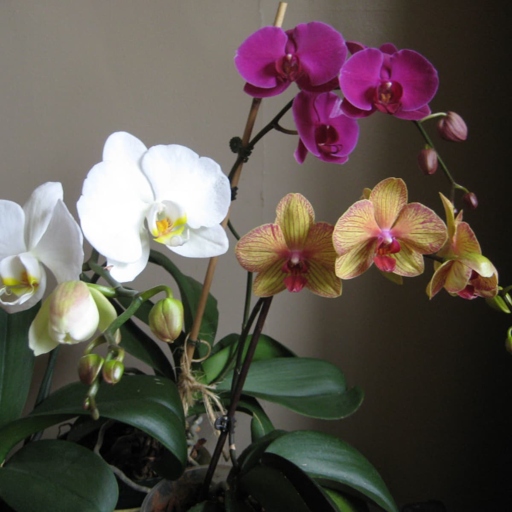 One type of orchid that can bloom in winter is Phalaenopsis, also known as moth orchids.