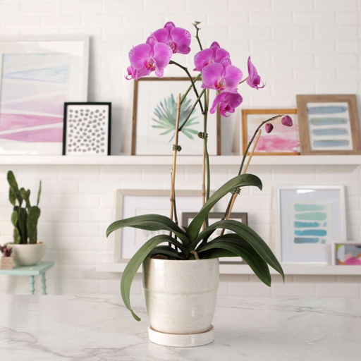 One unique feature of growing orchids without soil is that they can be grown in a variety of different mediums.