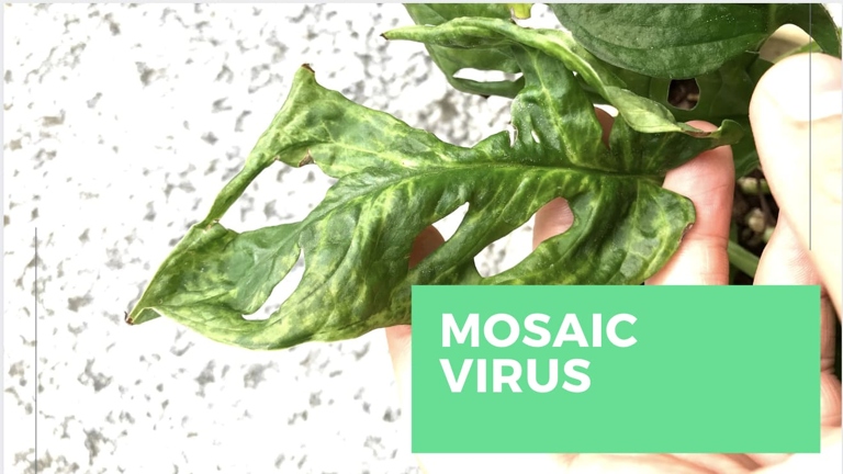 One way a virus can get into a houseplant is if the plant is already infected and the virus is transferred to the new plant by contact.