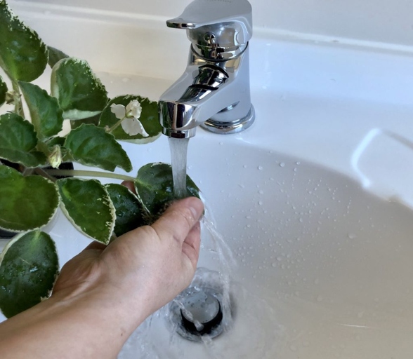One way to clean African violet leaves is to bathe them in lukewarm water.