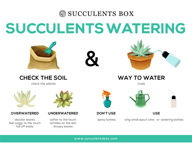 One way to control the watering of your succulents is to allow the soil to dry out completely between watering.