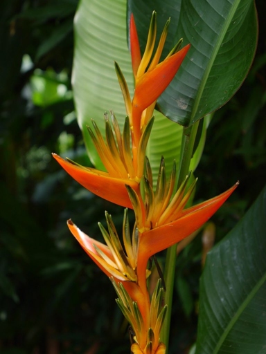 One way to encourage your bird of paradise to bloom is to maintain a steady humidity level.