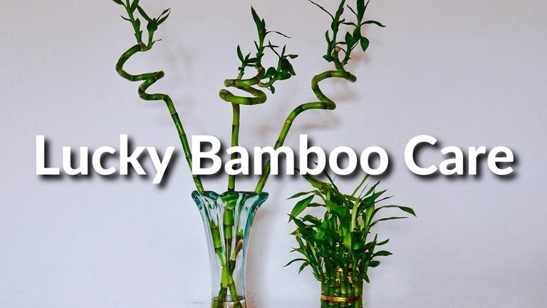 One way to ensure water quality for your lucky bamboo is to change the water every week.