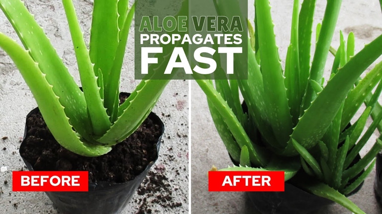 One way to fix a top heavy aloe plant is to cut the plant back to a manageable size.