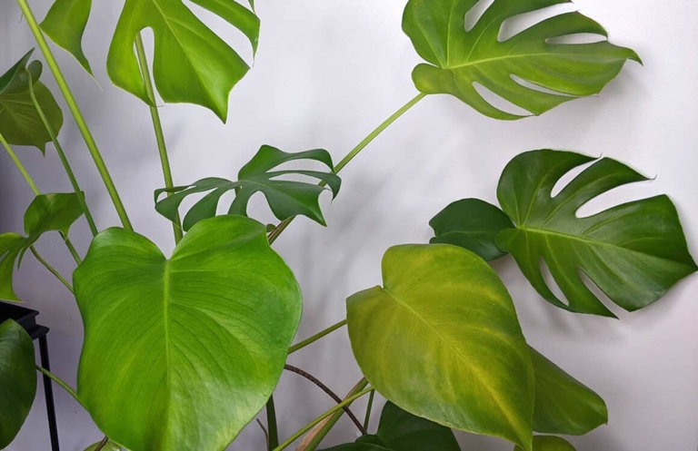 One way to fix leggy Monstera Deliciosa is to provide training by pinching back the new growth.