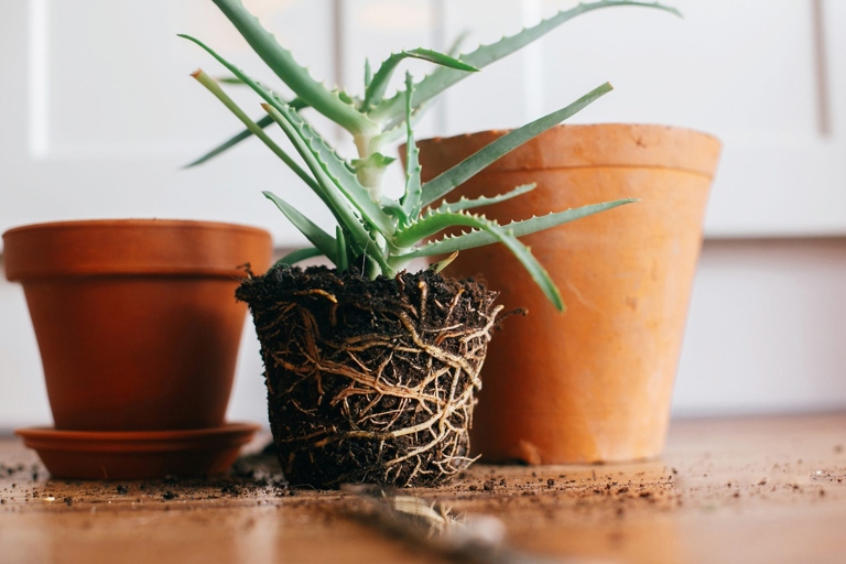 One way to fix overcrowded roots is to transplant the cactus into a pot that is twice the size of its current pot.
