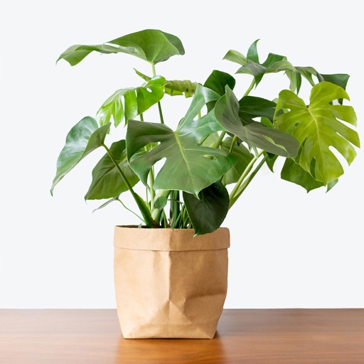 One way to get rid of bugs on a Monstera plant is to increase the humidity around the plant.