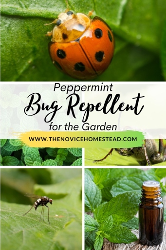 One way to get rid of bugs on mint is to use essential oil.