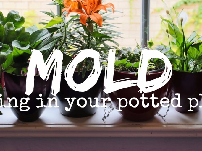 One way to get rid of mold on plant soil is to improve the ventilation around the plant.