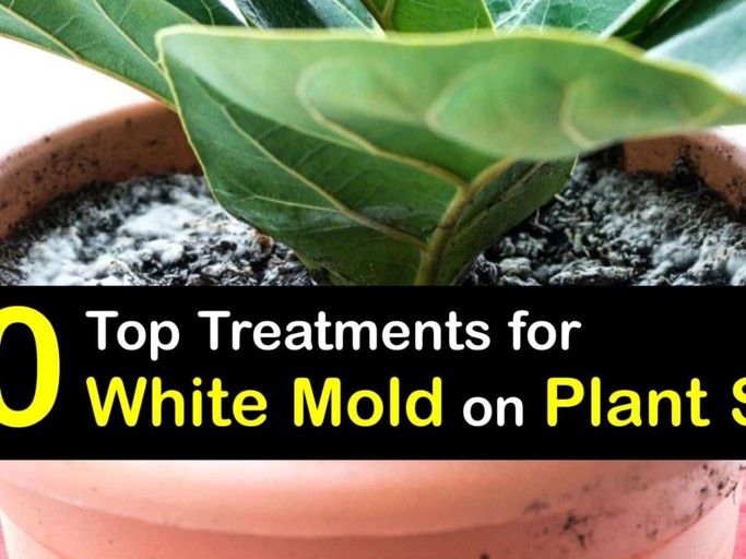 One way to get rid of mold on plant soil is to treat it with a chemical solution.