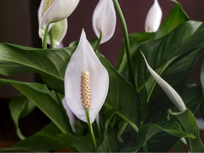 One way to get rid of peace lily bugs is to improve the aeration around the plant.