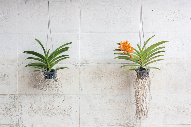 One way to grow orchids without soil is by using a hanging basket.