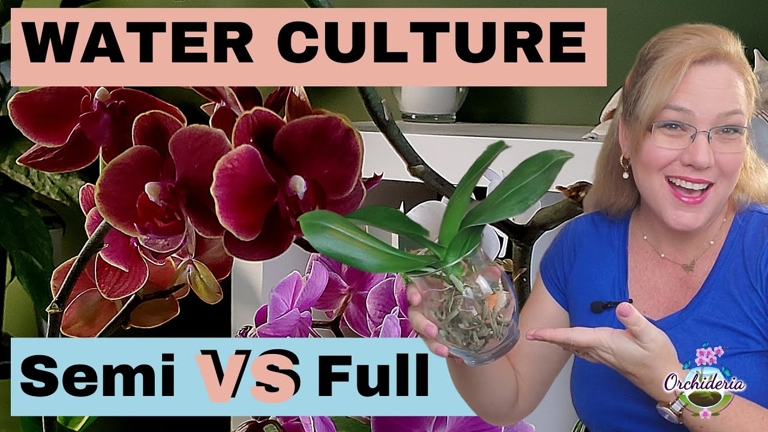 One way to grow orchids without soil is by using a hydroponic system.