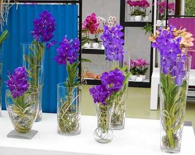 One way to grow orchids without soil is to grow them in a glass vase or pot with no substrate and no water.