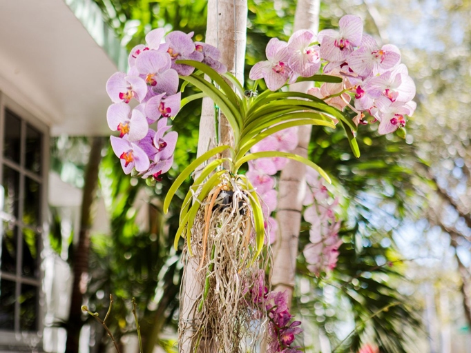 One way to grow orchids without soil is to grow them on blocks of wood.