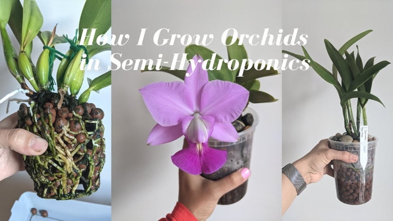 One way to grow orchids without soil is to use a hydroponic system.