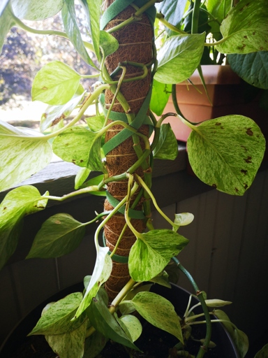 One way to help a pothos climb is to provide it with a moss pole or trellis.