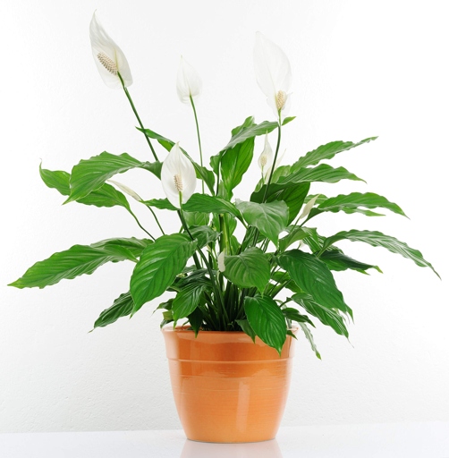 One way to help ensure a nutrient supply for your peace lily is to fertilize it regularly.