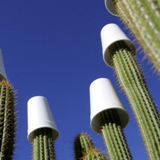 One way to help prevent black spots on cactus is to provide insulators like cotton sheets.