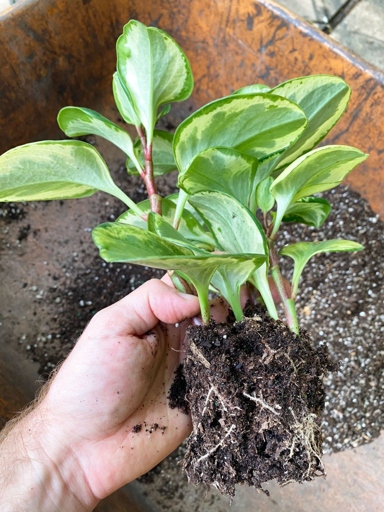 One way to help prevent root rot in peperomia plants is to use an appropriate soil mix.