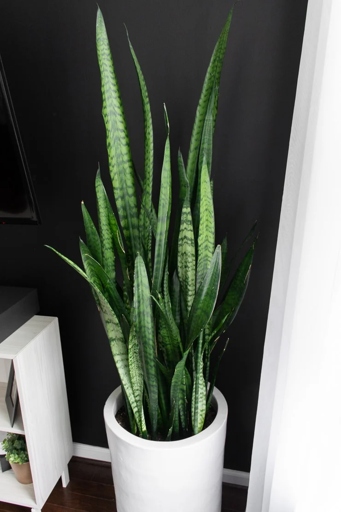 One way to improve humidity for a snake plant is to mist the leaves regularly with clean water.