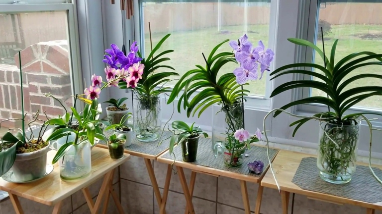 One way to improve humidity for your Orchids is to use a humidifier.