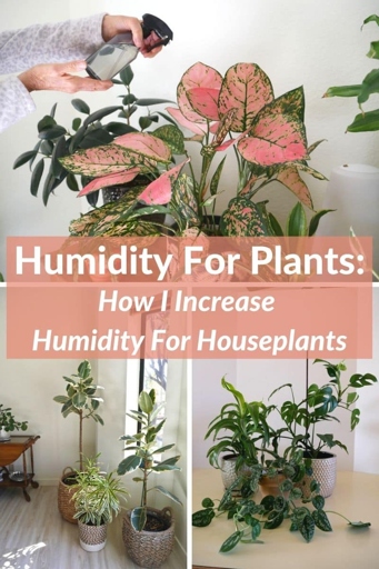 One way to improve the humidity around your snake plant is to mist it with water a few times a week.