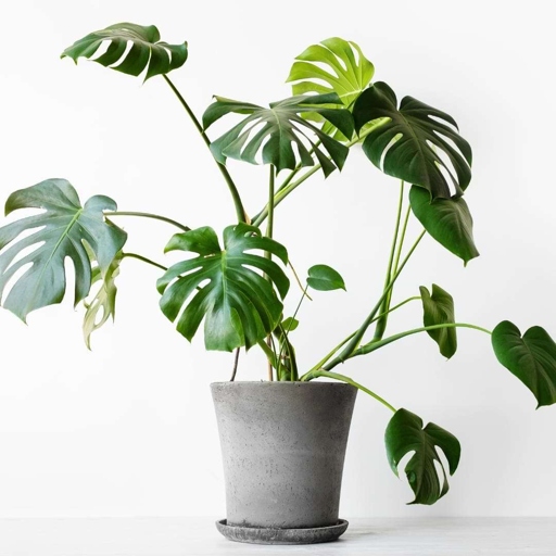 One way to improve the humidity for your indoor Monstera is to set up a mini greenhouse.