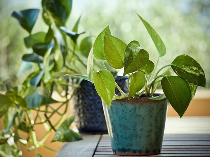 One way to improve the humidity for your pothos is to improve the air circulation in your home.