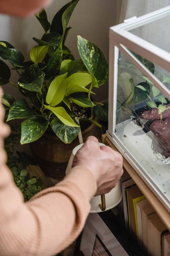 One way to improve the humidity for your pothos is to pot it in soil that retains moisture well.