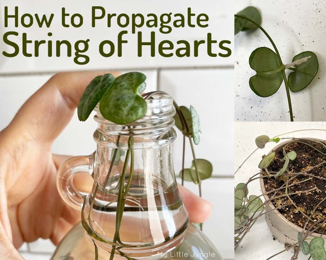 One way to make a string of hearts fuller is to propagate existing growth.